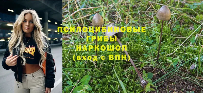 Псилоцибиновые грибы Cubensis  blacksprut онион  Алексин 